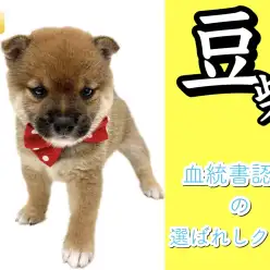 【 豆柴犬 】血統書認定豆柴！本場鹿児島より登場！7/14最新情報