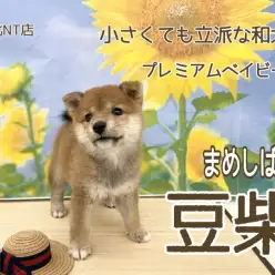 【 豆柴 】小さな日本代表犬！美形豆柴ちゃんにくぎづけ！