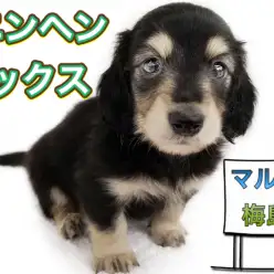 【 カニンヘンダックス 】これぞマルワンプレミアム！そのオススメポイントを徹底解説！