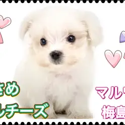 【 マルチーズ 】生後60日で530gの小さめサイズ！涙やけのないキレイな男の子！