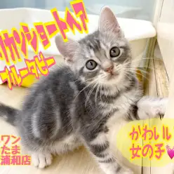 【 アメリカンショートヘア 】猫初心者必見の女の子！懐っこい性格は飼いやすさ抜群！