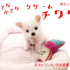 【 チワワ 】生後63日で578gの小さめサイズ!お留守番の極意に注目!