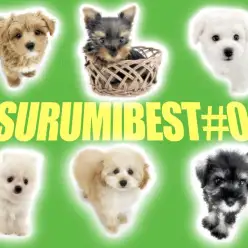 【 鶴見店BEST＃06 】7/2版わんにゃん最新情報！「おトイレ編」PART2