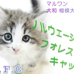 【 ノルウェージャンフォレストキャット 】初心者も飼いやすい!美麗な甘えん坊ネコ