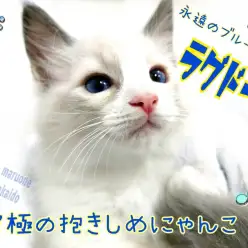 【 ラグドール 】東京イチの抱っこ好きネコ！膝の上が大好きな性格は初心者向き！