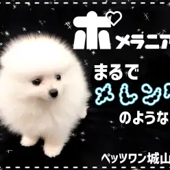 【 ポメラニアン 】ふわっふわの白毛がメレンゲみたいなポメラニアン