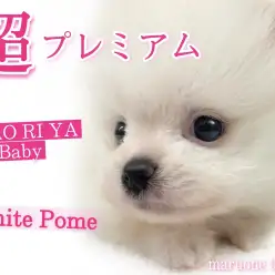 【 白ポメ 】あの有名なチャオリア血統！マズルが1センチしかないベビーフェイス！