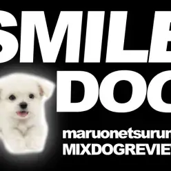 【 MIX(マルチーズ×チワワ) 】奇跡のハイブリッド!その名も「チワチーズ」!