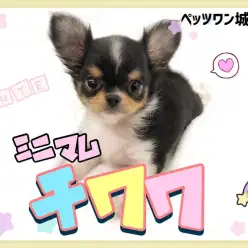【 チワワ 】片手に収まってしまうミニマムチワワ