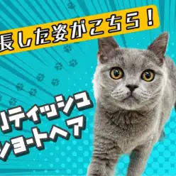 【 ブリティッシュショートヘア 】猫との生活を考える人へ美男子の今をお届け!