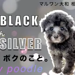 【 トイ・プードル 】初心者でも飼いやすい！小さめサイズのレアカラープードル！