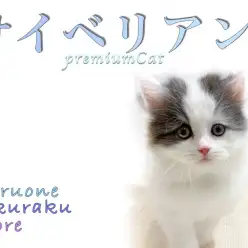 【 サイベリアン 】注目の少アレルゲン猫!優しい性格で飼いやすく人気急上昇!