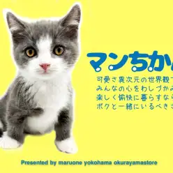 【 マンチカン 】未来から幸せを呼ぶ究極の短足ドラマンチがやってきた！