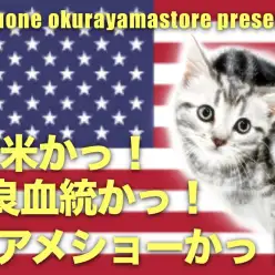 【 アメリカンショートヘア 】優秀な血統から誕生したシルバータビーの貴公子登場！