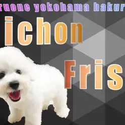 【 ビションフリーゼ 】アフロ犬！安心のACサイズ感と従順な性格は初心者にオススメ！