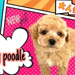 【 トイプードル 】優しいカラーのアプリコットプードル!7/1の最新情報をお届け