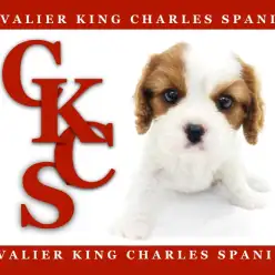 【 キャバリア・キングチャールズ・スパニエル 】ナマイキカワイイむちころGIRL