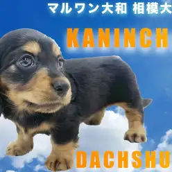【 カニンヘン・ダックスフント 】生後59日で体重700g台！小柄で元気が特徴！