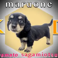 【 カニンヘン・ダックスフント 】生後2ヶ月で体重600g台！成犬時も残る子犬感