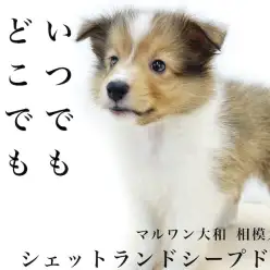 【 シェットランドシープドッグ 】心優しい相棒わんこ!普通の毎日が最高の癒し。