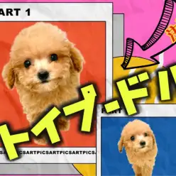 【 トイプードル 】マルワン東川口店賢さナンバーワン！7/9の最新情報お届け！