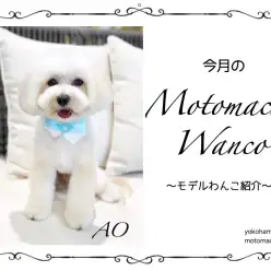 【 元町トリミング 】第三回Motomachi Wancoモデル犬紹介！
