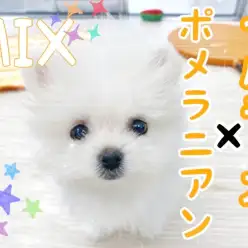 【 MIX 】ポメラニアンとマルチーズの小さめ最強遺伝子を受け継いだプリンセス！