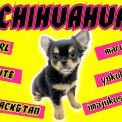 【 チワワ 】王道のブラックタン！多頭飼いユーザー必見のスーパーレディ登場！