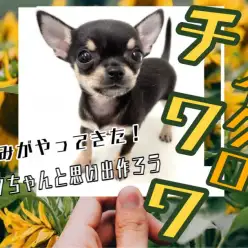 【 チワワ 】マイクロサイズのスムースチワワちゃん登場！7/27最新情報更新！
