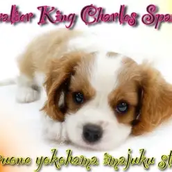 【 キャバリア 】初心者必見!幸せを運ぶブレナムスポットを持つ癒し系の女の子!