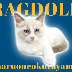 【 ラグドール 】幸せを呼ぶハチワレカラーの甘えん坊の居眠りガール