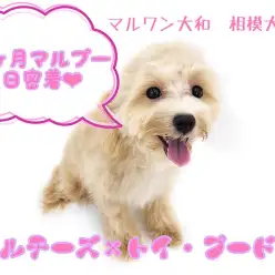 【 MIX犬 】初心者にもオススメ！生後6ヶ月を迎えたマルプーの1日に密着！
