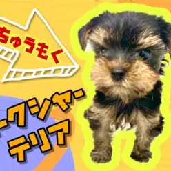 【 ヨークシャーテリア 】育てやすい小さめサイズのヨーキー!8/27最新情報!