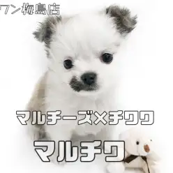 【 MIX犬 】マルチーズ×チワワ！お口の模様が特徴のミックス女子！！