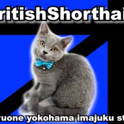 【 ブリティッシュショートヘア 】多頭飼いユーザー必見!生後5ヶ月の丸顔BOY!