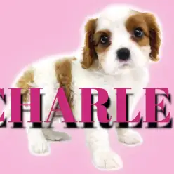 【 キャバリア 】優雅で気品あふれるカッコかわいいブレンハイムの騎士様