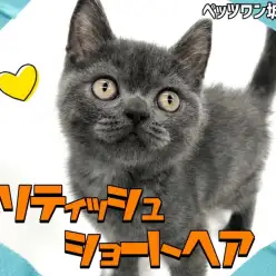 【 ブリテッシュショートヘア 】モチモチほっぺの甘えん坊子猫