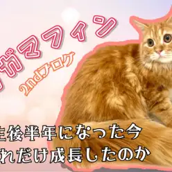 【 ラガマフィン 】生後半年になったラガマフィンちゃんの成長記録!セカンドブログ