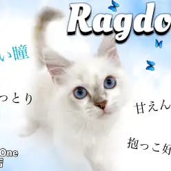 【 ラグドール 】初めて飼う方でも安心なおっとりラグドールちゃん！