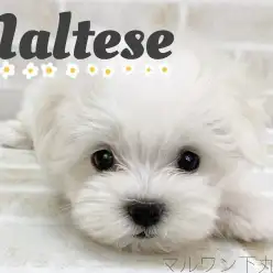【 マルチーズ 】小さめ•童顔•ドワーフ体型の三拍子揃った可愛すぎる男の子！
