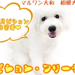 【 ビションフリーゼ 】生後8ヶ月を迎えた陽気で明るいアフロ犬の1日に密着！