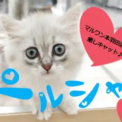 【 ペルシャ 】穏やかな性格は必見！愛嬌たっぷりなペチャ顔の子猫が登場！
