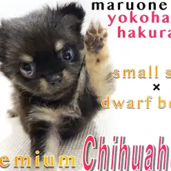 【 チワワ 】生後60日で542g！この子のプレミアムポイントを紹介！