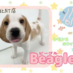 【 ビーグル 】ユーモアフェイスが最高のチャームポイントのビーグルくん