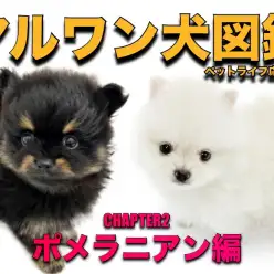 【 マルワン犬図鑑 】ポメラニアンの魅力をペットショップスタッフが独自解説!