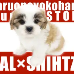 【 MIX 】太めの眉毛がばってん系！ユーモアたっぷりマルシーズー登場！