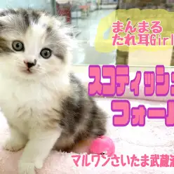 【 スコティッシュフォールド 】初心者必見！まんまるたれ耳甘えんぼうな女の子！