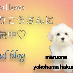 【 マルチーズ 】フレンドリーな性格で多頭飼いでも安心!魅力を届ける2ndブログ