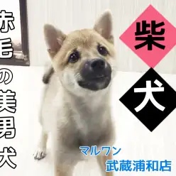 【 柴犬 】生後4ヶ月で2.8kg！豆柴サイズな美男子です！