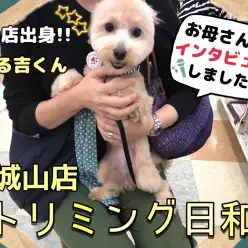 【 城山トリミング 】 城山店卒業生トリミング&インタビュー『まる吉くん』